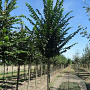 Ulmus 'Lobel' 16-18 HO draadkluit