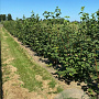 Viburnum opulus 150-175 cm draadkluit meerstammig 80-100 breed