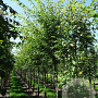 Zelkova serrata Green Vase 12-14 HO draadkluit 3 X verplant
