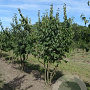 Cornus mas 250-300 cm draadkluit meerstammig 3-4 tak