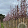 Prunus cer. 'Nigra' 12-14 HO draadkluit