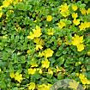 Lysimachia nummularia GM P9