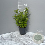 Lysimachia punctata GM 2,0L