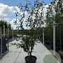 Prunus serrula 200-250 cm container meerstammig