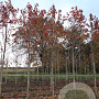 Prunus ser. 'Sunset Boulevard' 18-20 HO draadkluit