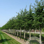 Prunus yedoensis 30-35 HO draadkluit