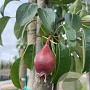Pyrus c. 'Bonne Louise d'Avranches' 12-14 HO container