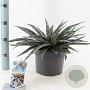 Mangave Mad About Mangave Series 30-35 cm 5,0L