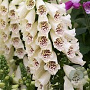 Digitalis purp. 'Hanabee White' GM  P11