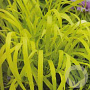 Milium effusum 'Aureum' GM 2,0L