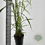 Miscanthus giganteus 60-80 cm 12L