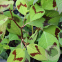 Persicaria vir. 'Lance Corporal' GM  P11