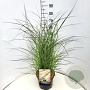 Miscanthus sinensis 'Yakushima Dwarf' 50-60 cm 20L