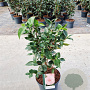 Camellia japonica 'William Barlett' 40-50 cm 5,0L