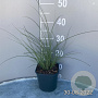 Miscanthus sin. 'Flamingo' GM 2,0L