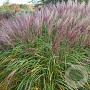 Miscanthus sin. 'Flamingo' GM P9