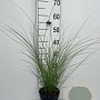 Miscanthus sin. 'Graziella' GM 2,0L