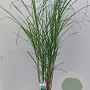 Miscanthus sin. 'Herman Mussel' 70-90 cm 12L
