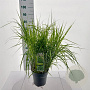 Miscanthus sin. 'Little Zebra' 50-80 cm 6,5L