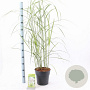 Miscanthus sin. 'Malepartus' 50-80 cm 6,5L