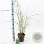 Miscanthus sin. 'Morning Light' 30-60 cm 2,0L