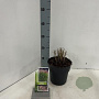 Miscanthus sin. Red Cloud 30-40 cm 2,0L