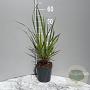 Miscanthus sin. 'Ruby Cute' GM 2,0L