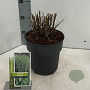 Miscanthus sin. 'Strictus' 40-70 cm 3,0L