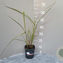 Miscanthus sin. 'Variegatus' GM 2,0L