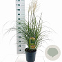 Miscanthus sin. 'Yaku Jima' 60-70 cm 6,5L