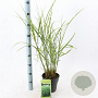 Miscanthus sin. 'Zebrinus' 40-70 cm 3,0L