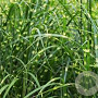 Miscanthus sin. 'Zebrinus' GM P9
