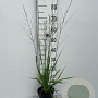 Molinia arund. 'Karl Foerster' GM 2,0L