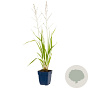 Molinia arund. 'Transparent' GM  P11