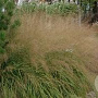 Molinia arund. 'Transparent' GM 2,0L