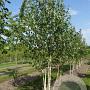 Betula pendula 300-350 cm draadkluit meerstammig