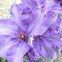 Clematis 'Alice Fisk' wortelgoed