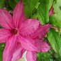 Clematis 'Barbara' wortelgoed