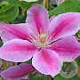 Clematis 'Bees Jubilee' wortelgoed