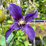 Clematis 'Blue Sensation' wortelgoed