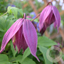 Clematis 'Cragside' wortelgoed