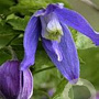 Clematis 'Frances Rivis' wortelgoed