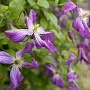 Clematis 'Mrs T. Lundell' wortelgoed
