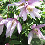 Clematis 'Pink Flamingo' wortelgoed