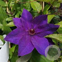 Clematis 'The President' wortelgoed