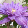 Clematis 'Vyvyan Pennell' wortelgoed