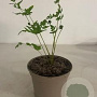 Osmunda regalis GM 2,0L