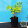 Osmunda regalis 'Purpurascens' GM 2,0L