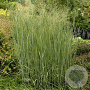 Panicum virgatum 'Heavy Metal' GM P9