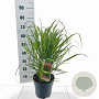 Panicum virgatum 'Squaw' 60-90 cm 6,5L